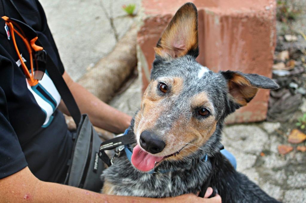 Enlarge Twix, a Adoptable mixed breed in Indianapolis, IN image 6/6