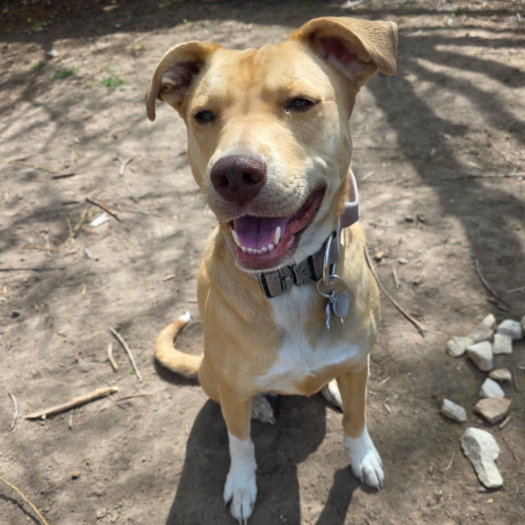 Enlarge Crystal, a Adoptable Mixed Breed in Idaho Falls, ID image 1/6
