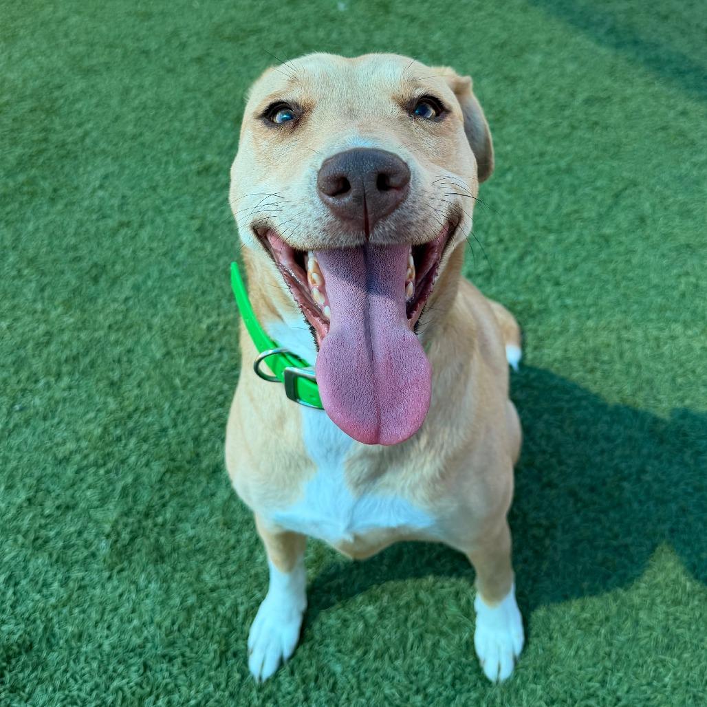 Enlarge Crystal, a Adoptable Mixed Breed in Idaho Falls, ID image 2/6