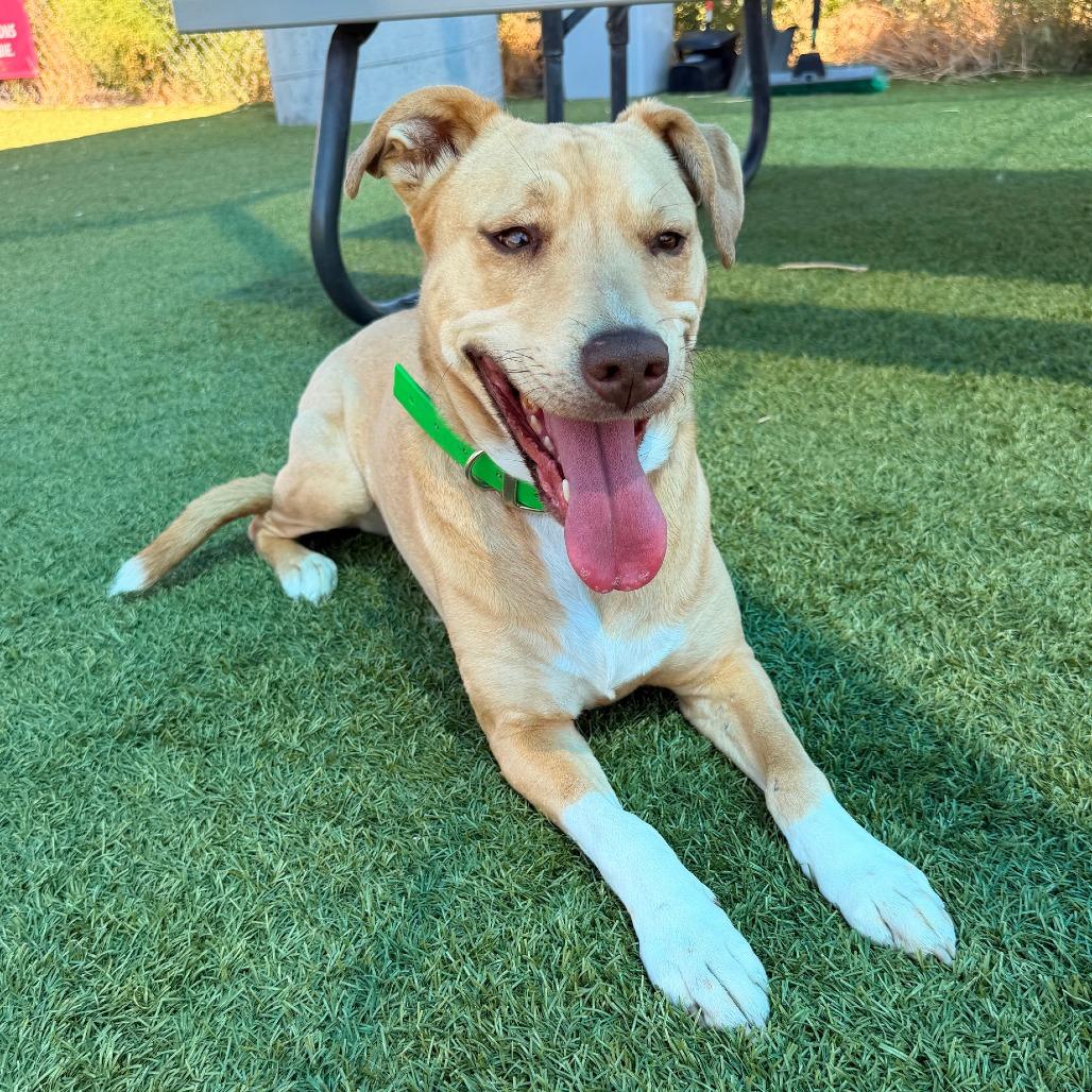 Enlarge Crystal, a Adoptable Mixed Breed in Idaho Falls, ID image 3/6