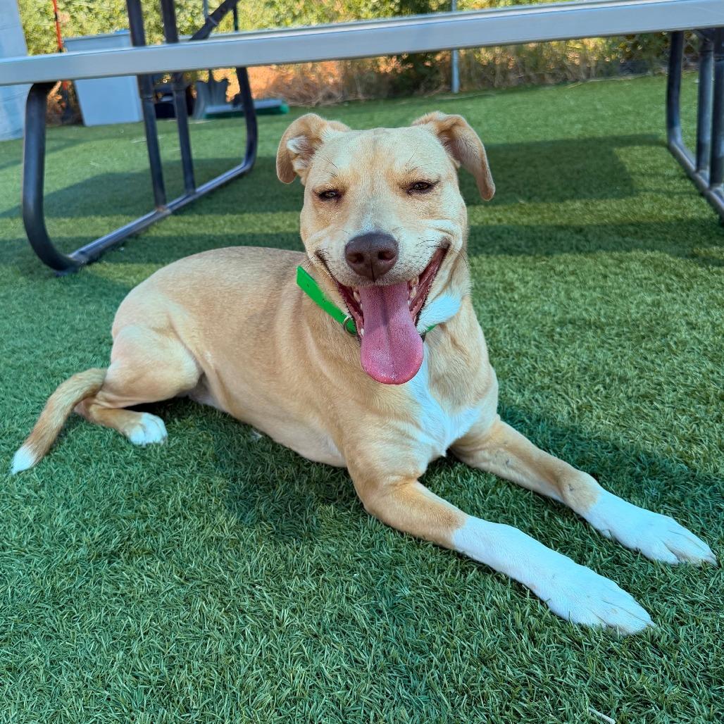 Enlarge Crystal, a Adoptable Mixed Breed in Idaho Falls, ID image 4/6