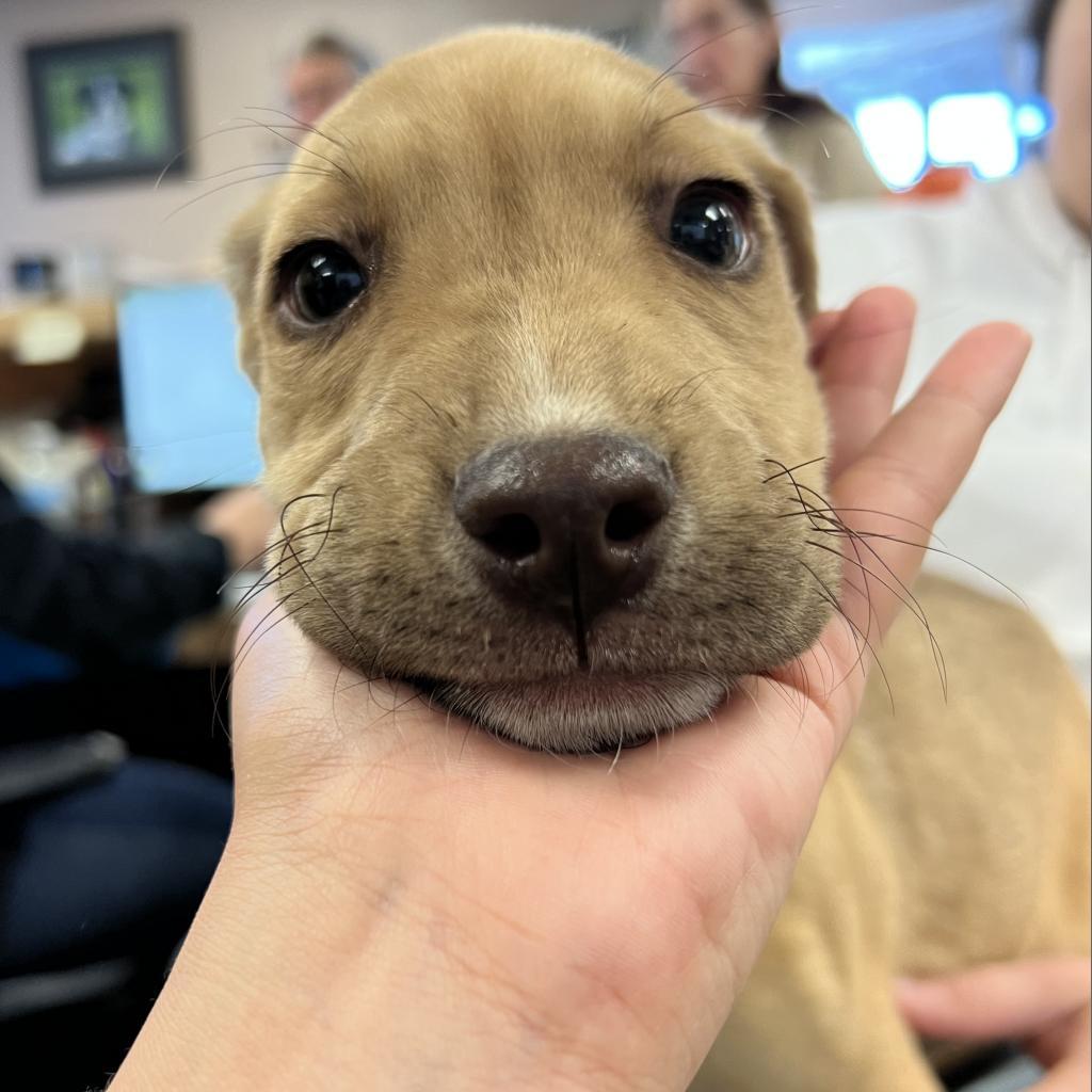 Enlarge Crystal, a Adoptable Mixed Breed in Idaho Falls, ID image 5/6