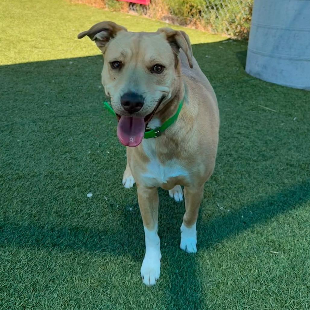 Enlarge Crystal, a Adoptable Mixed Breed in Idaho Falls, ID image 6/6