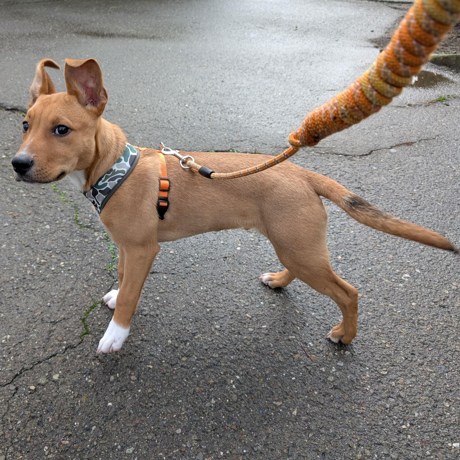 Benny - COURTESY, Adoptable, Puppy Male Pit Bull Terrier.