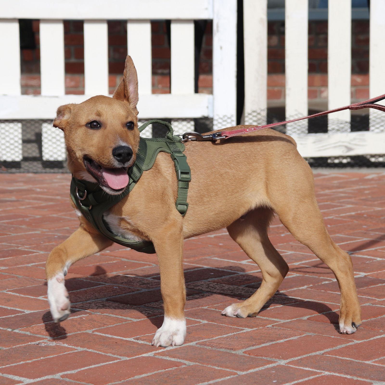 Benny - COURTESY, Adoptable, Puppy Male Pit Bull Terrier.