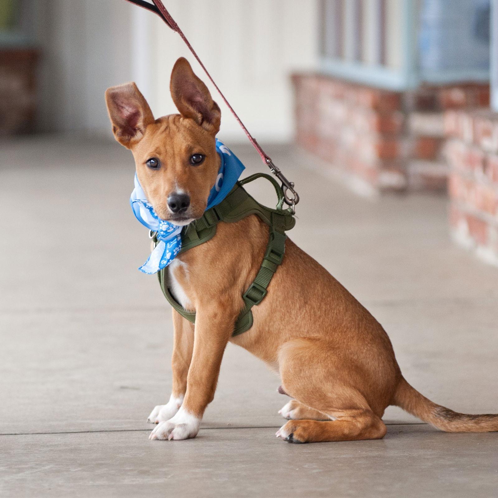 Enlarge Benny - COURTESY, a Adoptable Pit Bull Terrier in San Jose, CA image 2/3