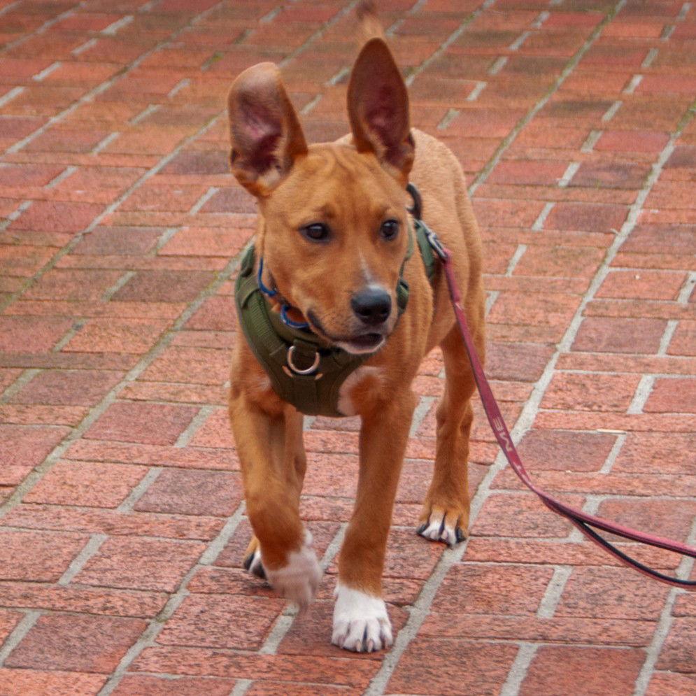 Enlarge Benny - COURTESY, a Adoptable Pit Bull Terrier in San Jose, CA image 1/3