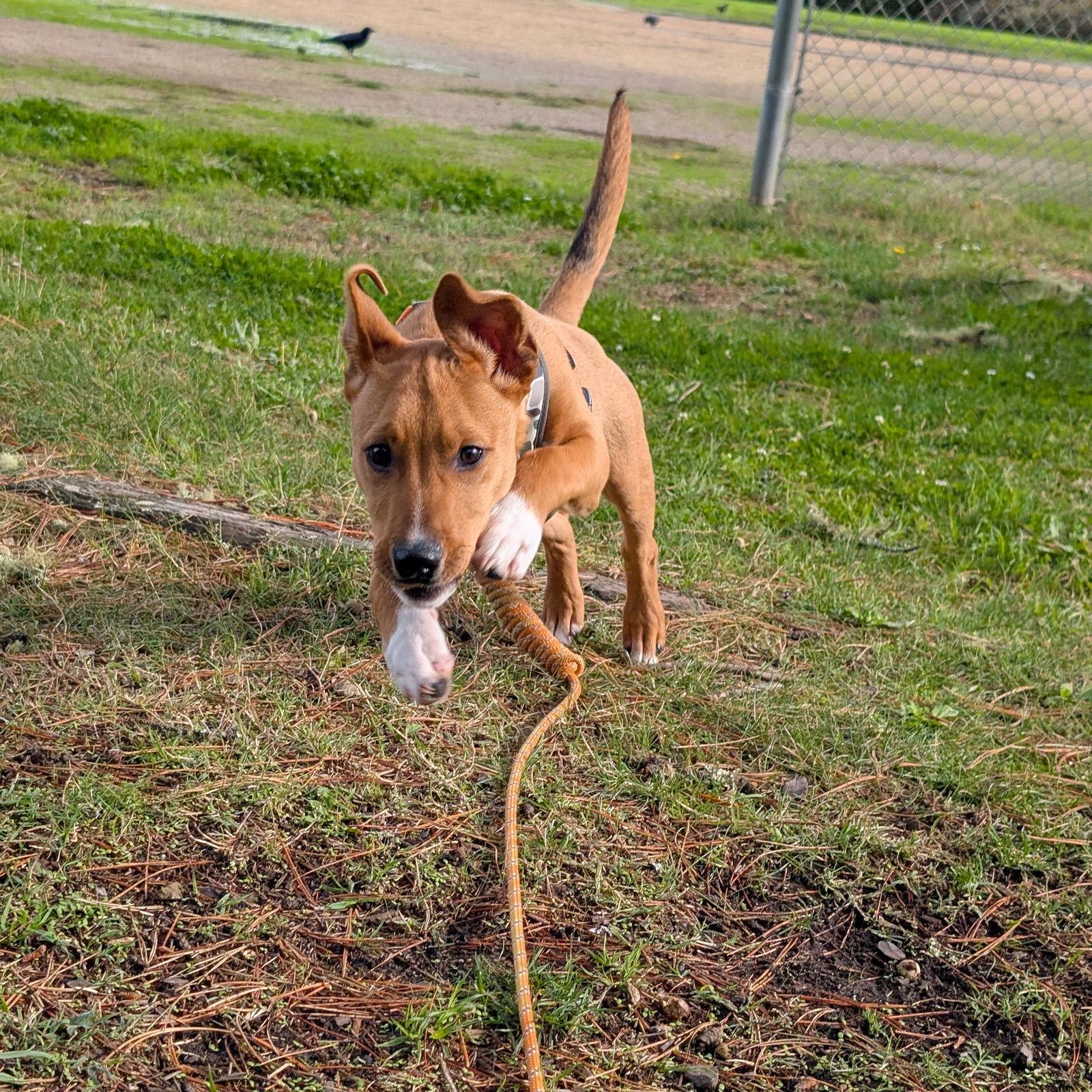 Enlarge Benny - COURTESY, a Adoptable Pit Bull Terrier in San Jose, CA image 3/3