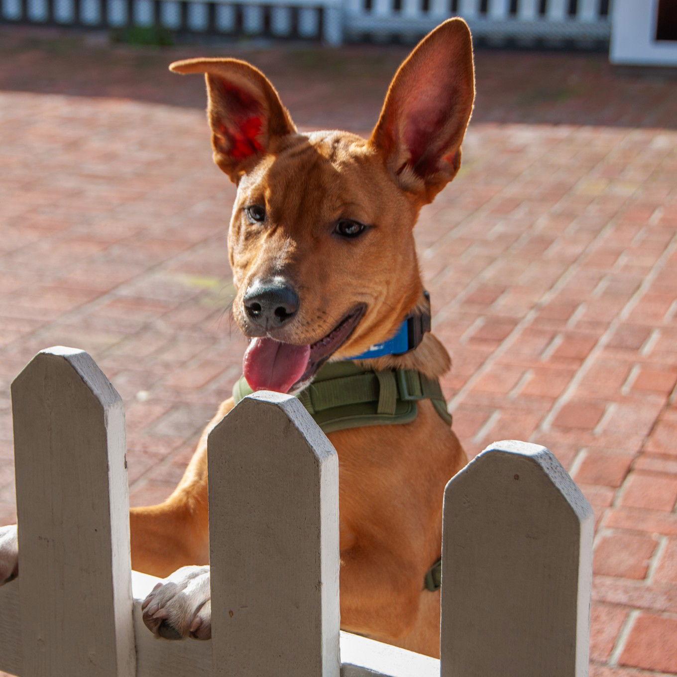 Enlarge Benny - COURTESY, a Adoptable Pit Bull Terrier in San Jose, CA image 2/3