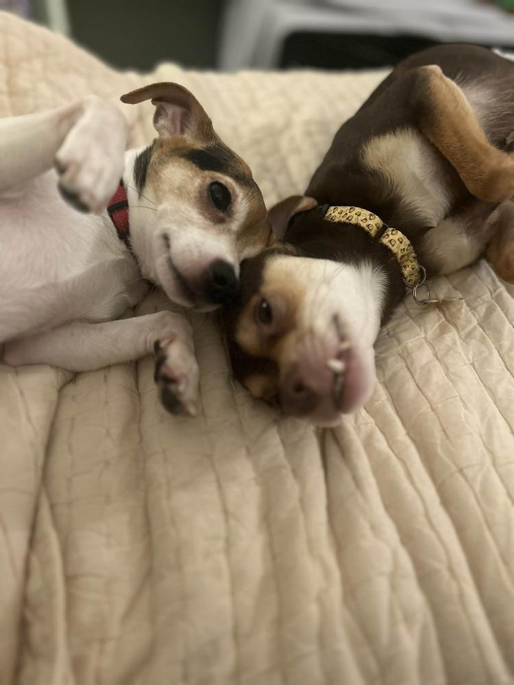 Cliff, Adoptable, Adult Male Chihuahua.