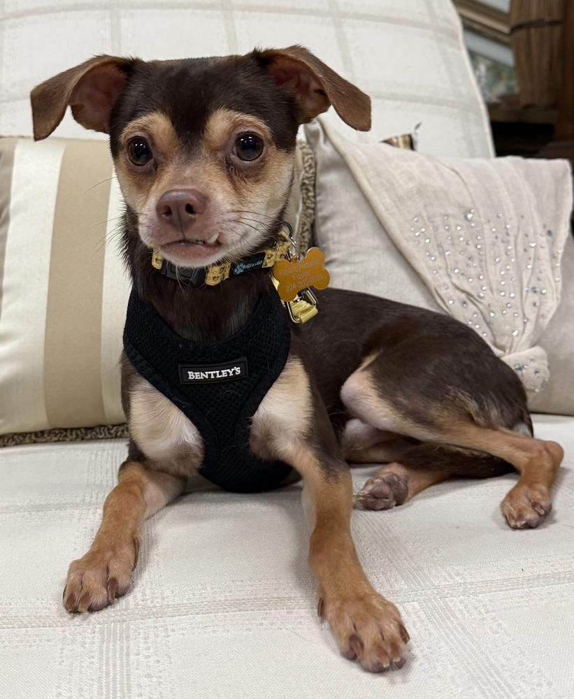 Enlarge Cliff, a Adoptable mixed breed in Mundelein, IL image 2/6