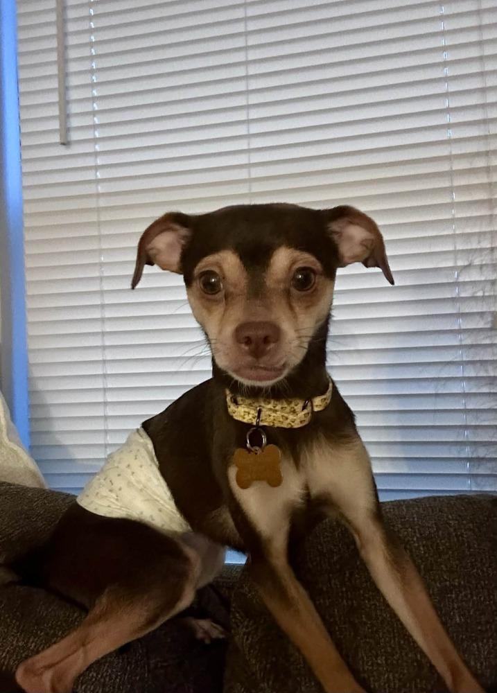 Enlarge Cliff, a Adoptable mixed breed in Mundelein, IL image 4/6