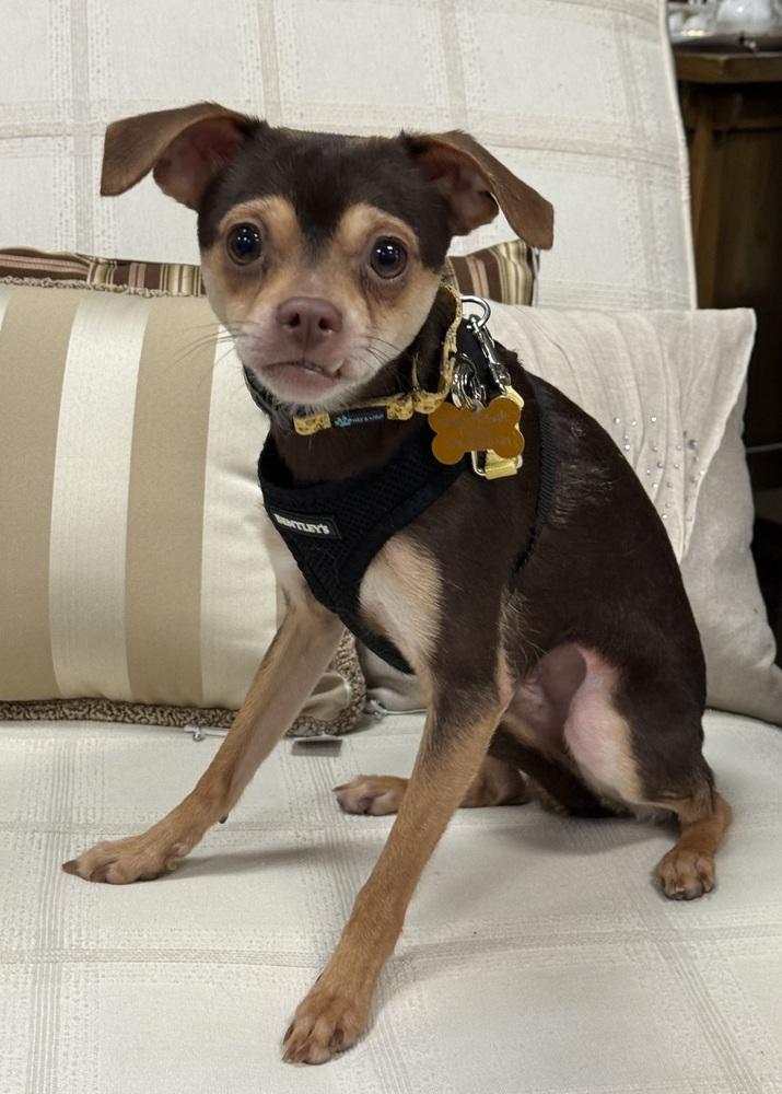 Enlarge Cliff, a Adoptable mixed breed in Mundelein, IL image 5/6