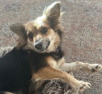 Enlarge Nilla Bean, a Adoptable mixed breed in Brooklyn Center, MN image 1/3