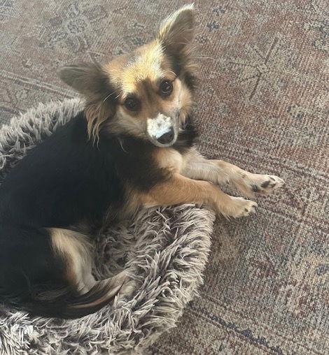 Enlarge Nilla Bean, a Adoptable mixed breed in Brooklyn Center, MN image 3/3