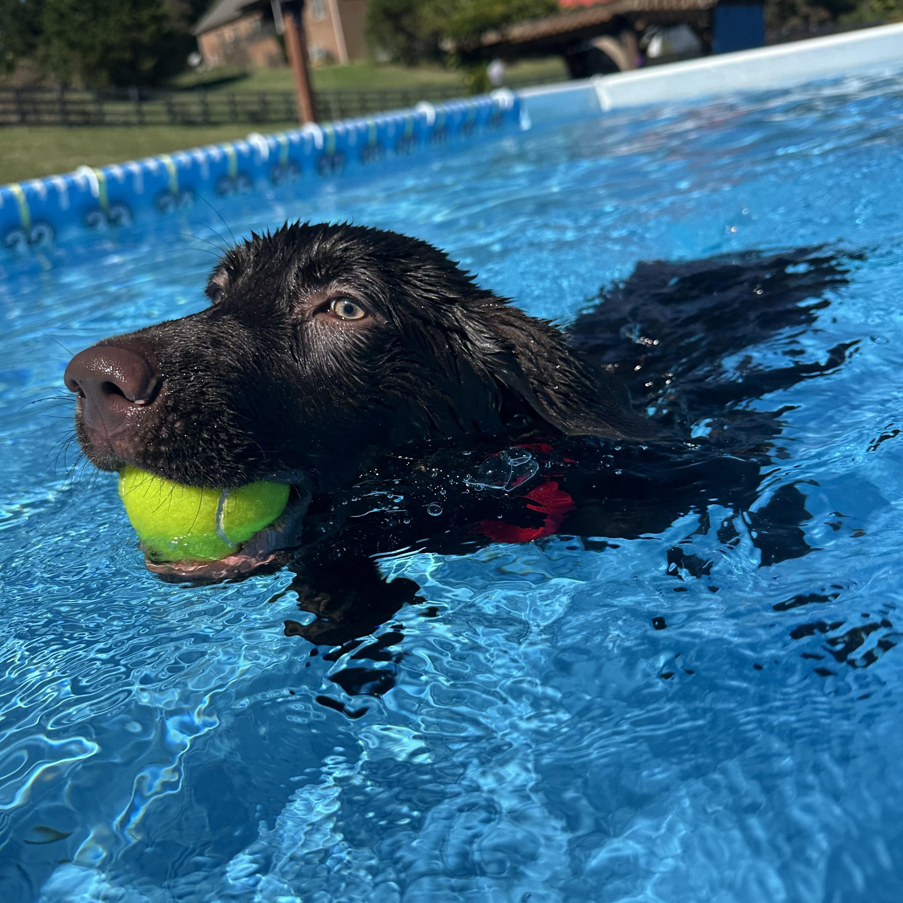 Enlarge Otto, a Adoptable Chocolate Labrador Retriever in Sherman, CT image 2/6