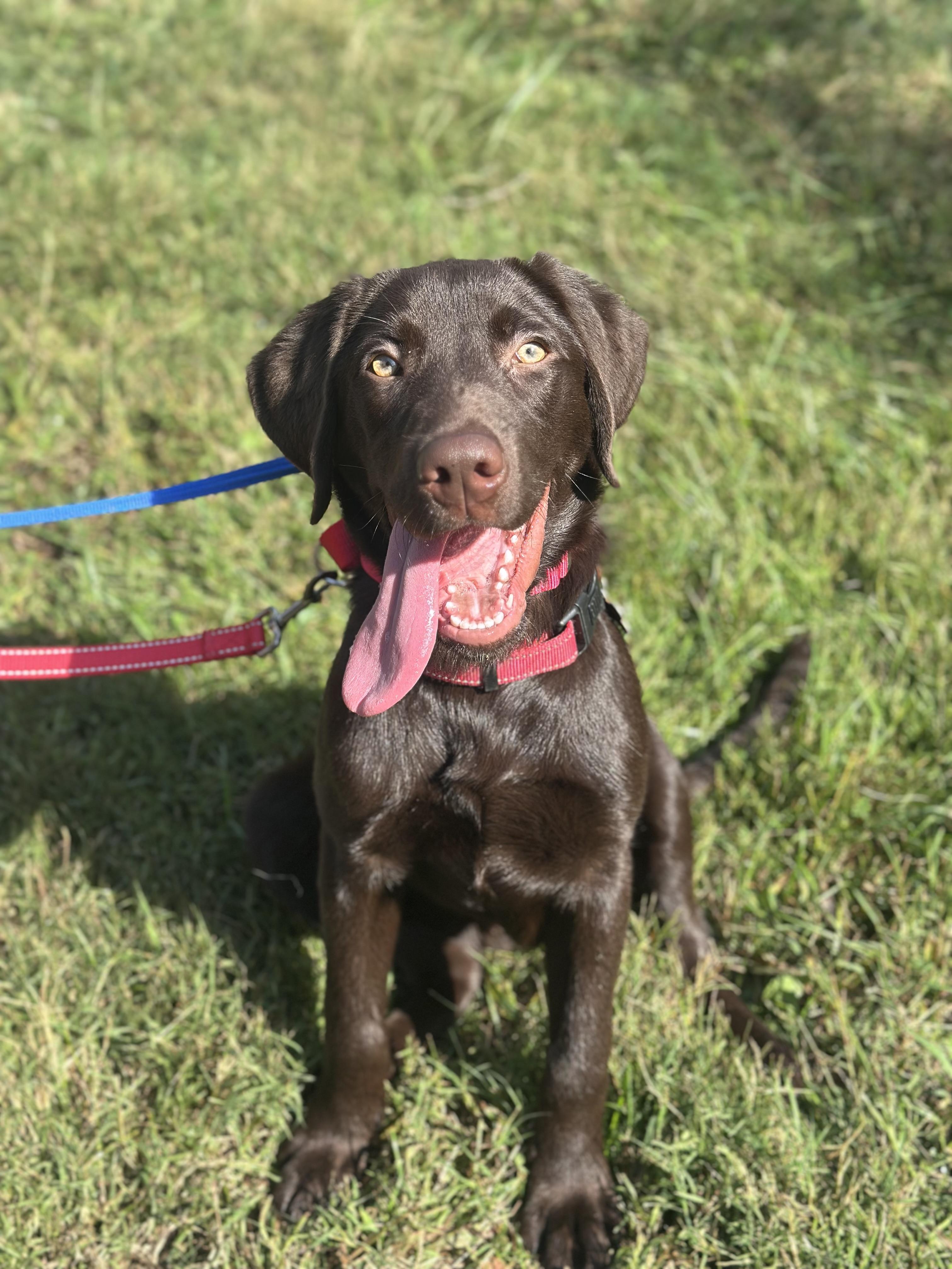 Enlarge Otto, a Adoptable Chocolate Labrador Retriever in Sherman, CT image 1/6