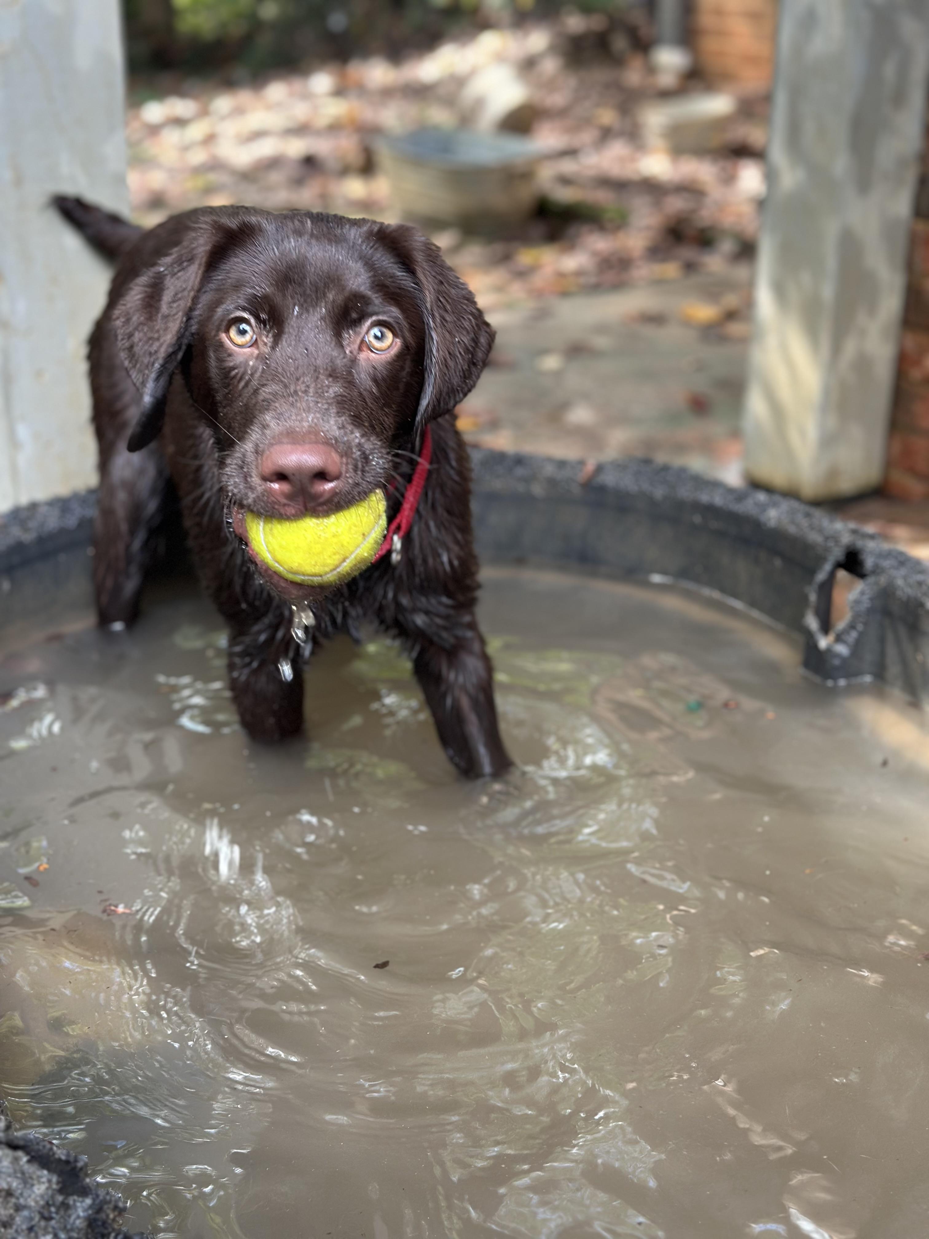 Enlarge Otto, a Adoptable Chocolate Labrador Retriever in Sherman, CT image 5/6