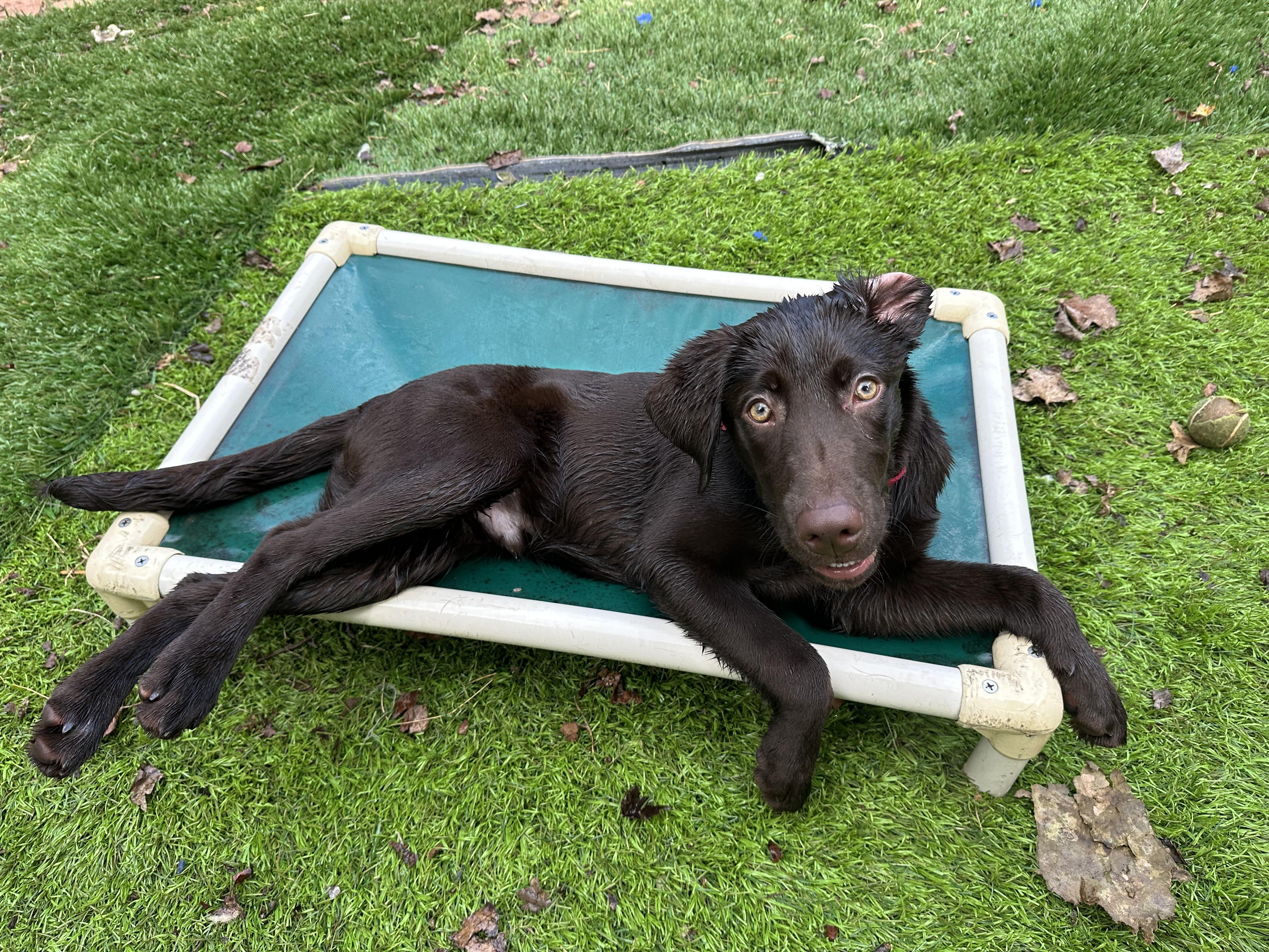 Enlarge Otto, a Adoptable Chocolate Labrador Retriever in Sherman, CT image 6/6