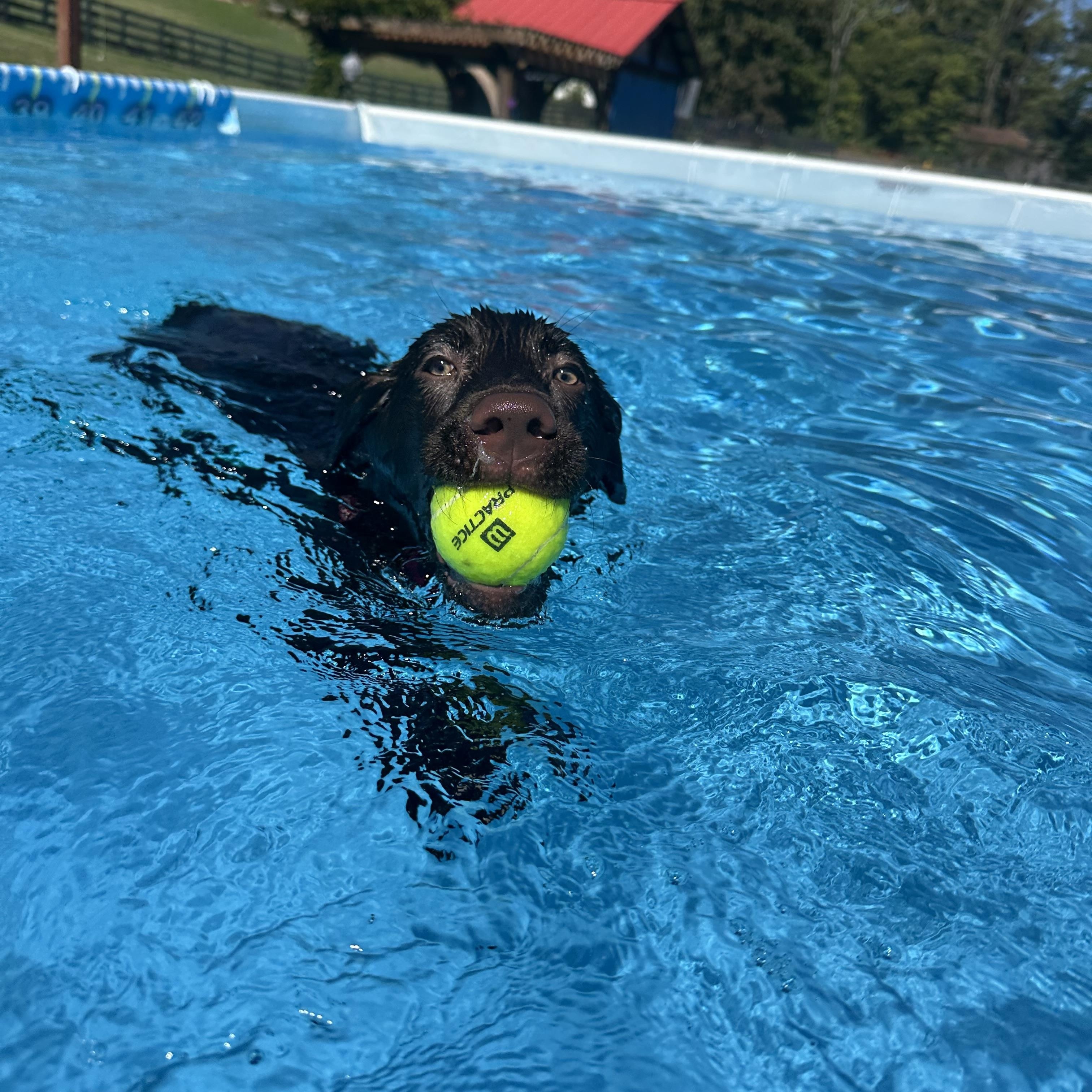 Enlarge Otto, a Adoptable Chocolate Labrador Retriever in Sherman, CT image 4/6