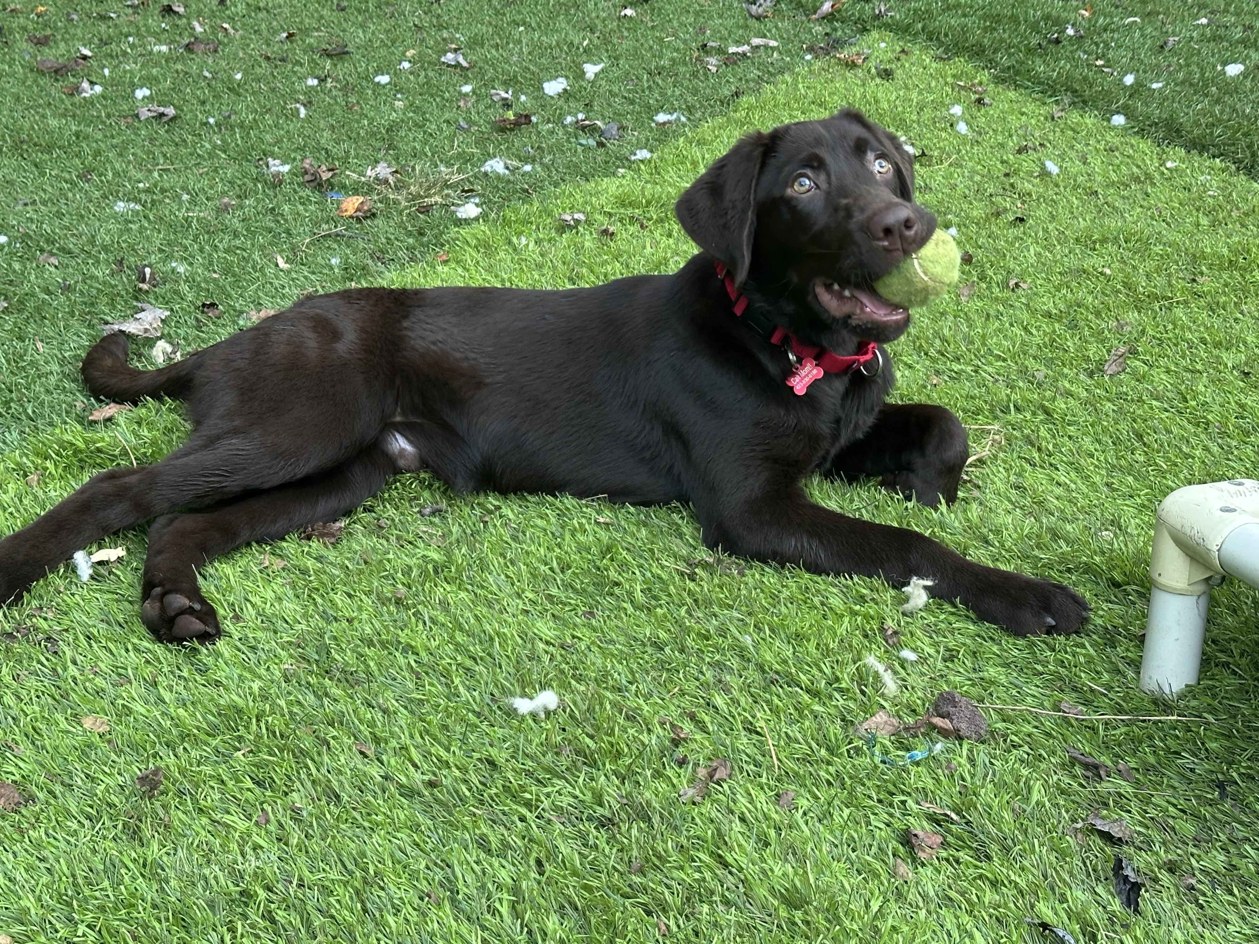 Enlarge Otto, a Adoptable Chocolate Labrador Retriever in Sherman, CT image 3/6