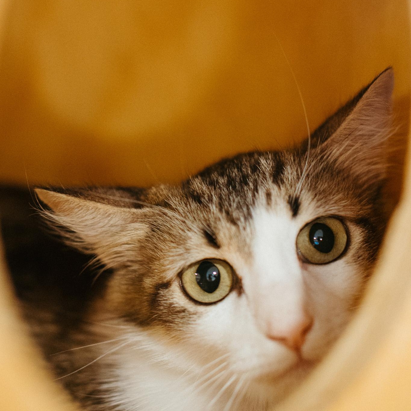 Gracie, Young Female unknown