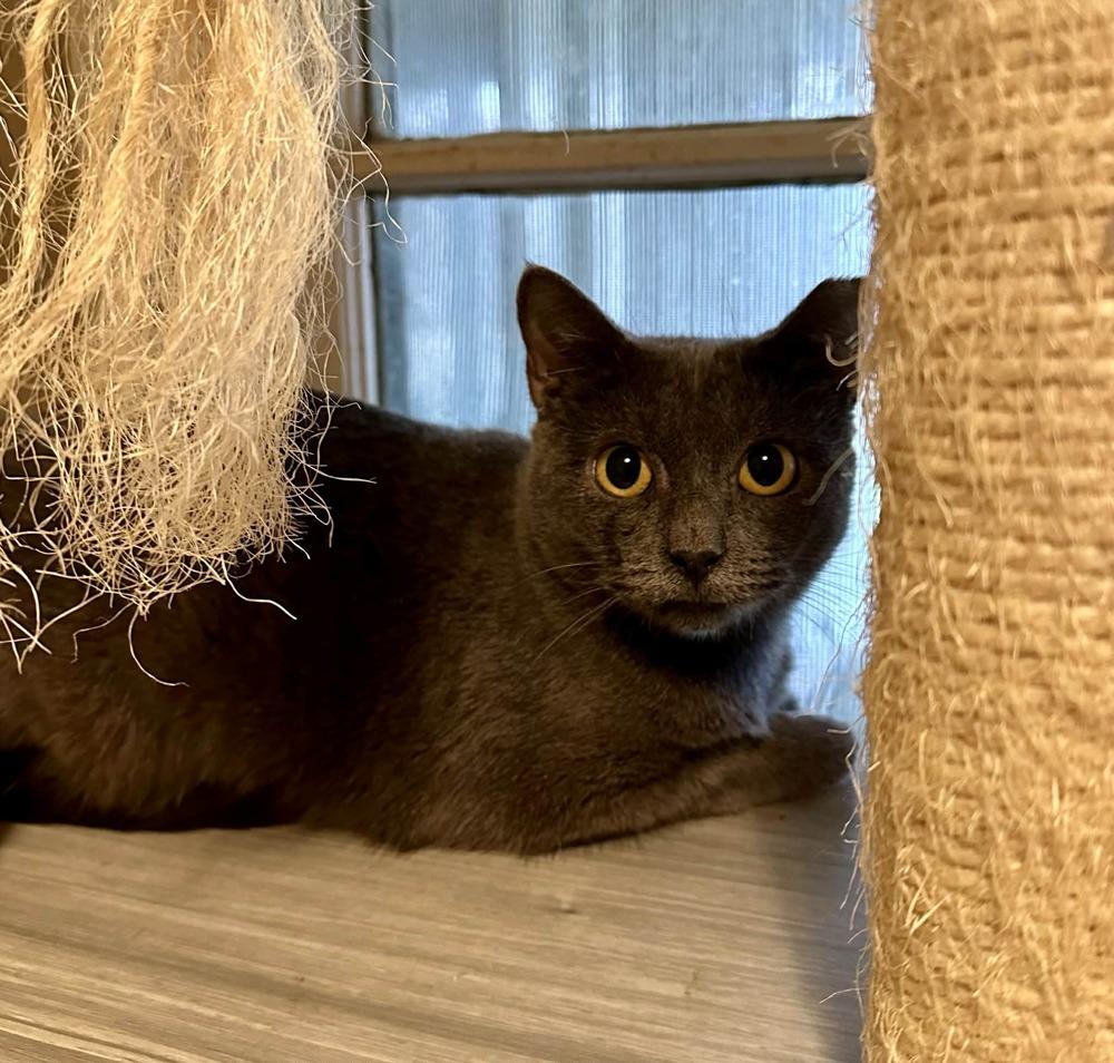 Enlarge Carolina, a Adoptable mixed breed in Groveland, MA image 1/6