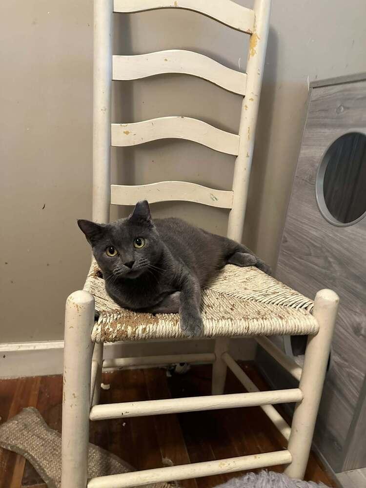 Enlarge Carolina, a Adoptable mixed breed in Groveland, MA image 2/6