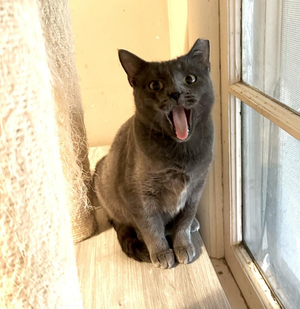 Enlarge Carolina, a Adoptable mixed breed in Groveland, MA image 3/6