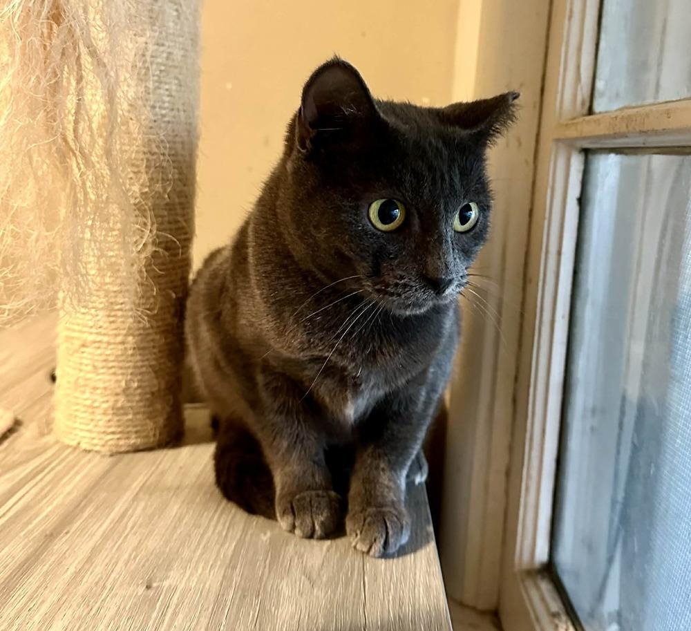 Enlarge Carolina, a Adoptable mixed breed in Groveland, MA image 4/6