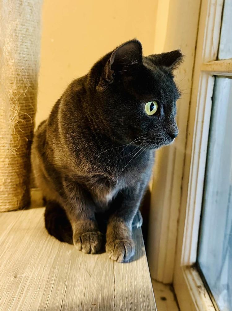 Enlarge Carolina, a Adoptable mixed breed in Groveland, MA image 5/6