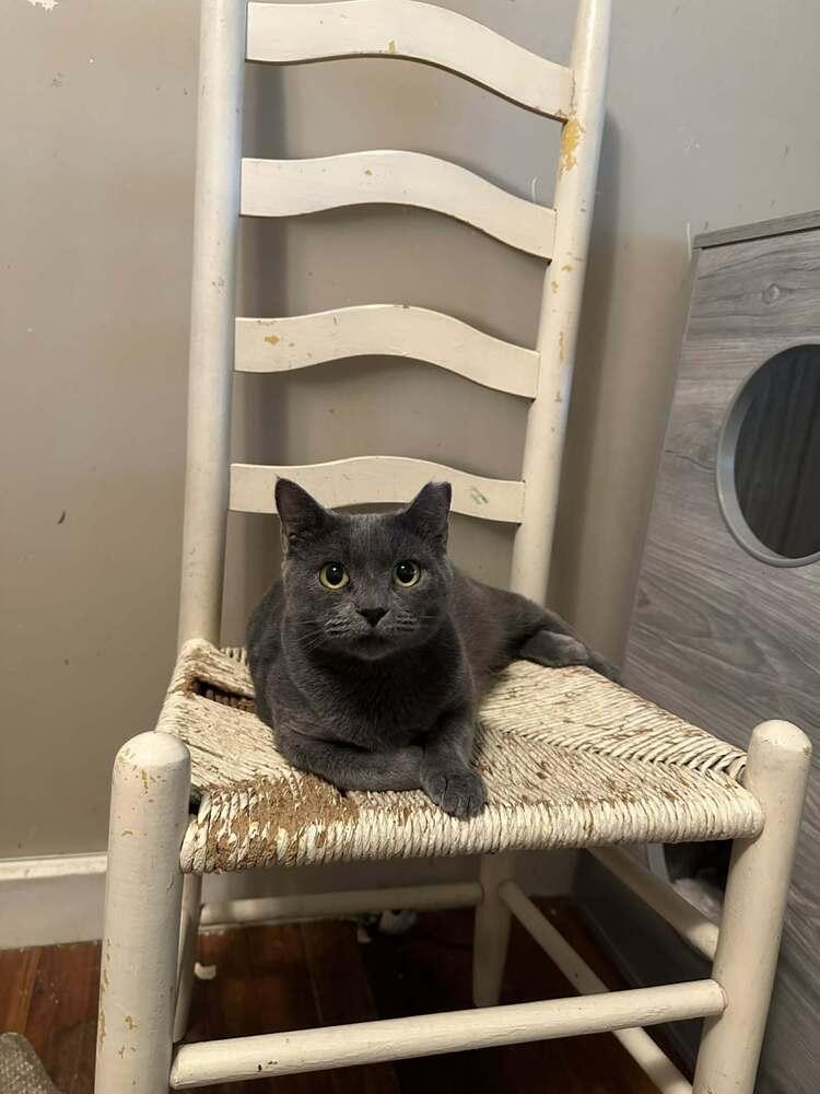 Enlarge Carolina, a Adoptable mixed breed in Groveland, MA image 6/6