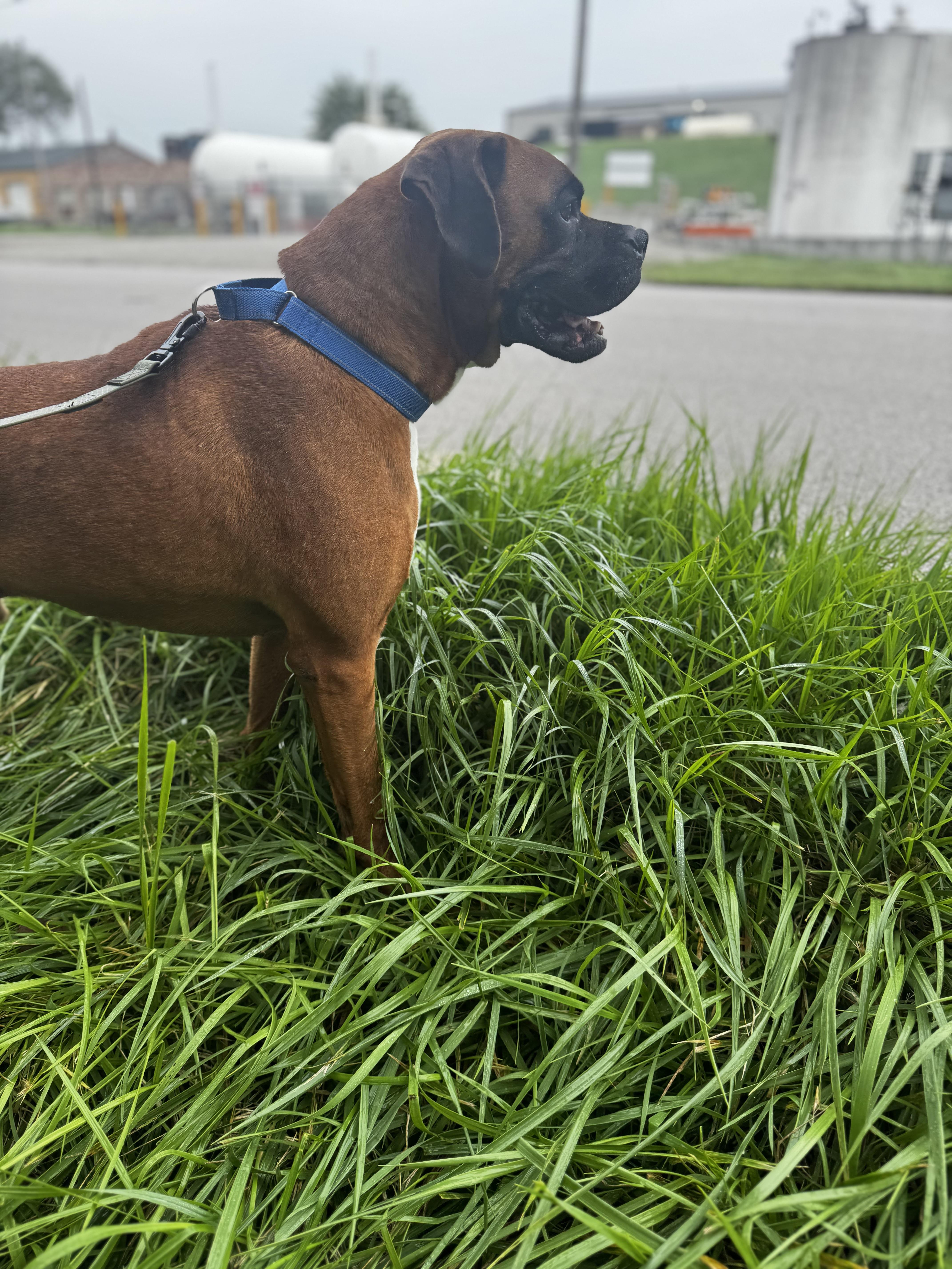 Henry, Adoptable, Adult Male Boxer.