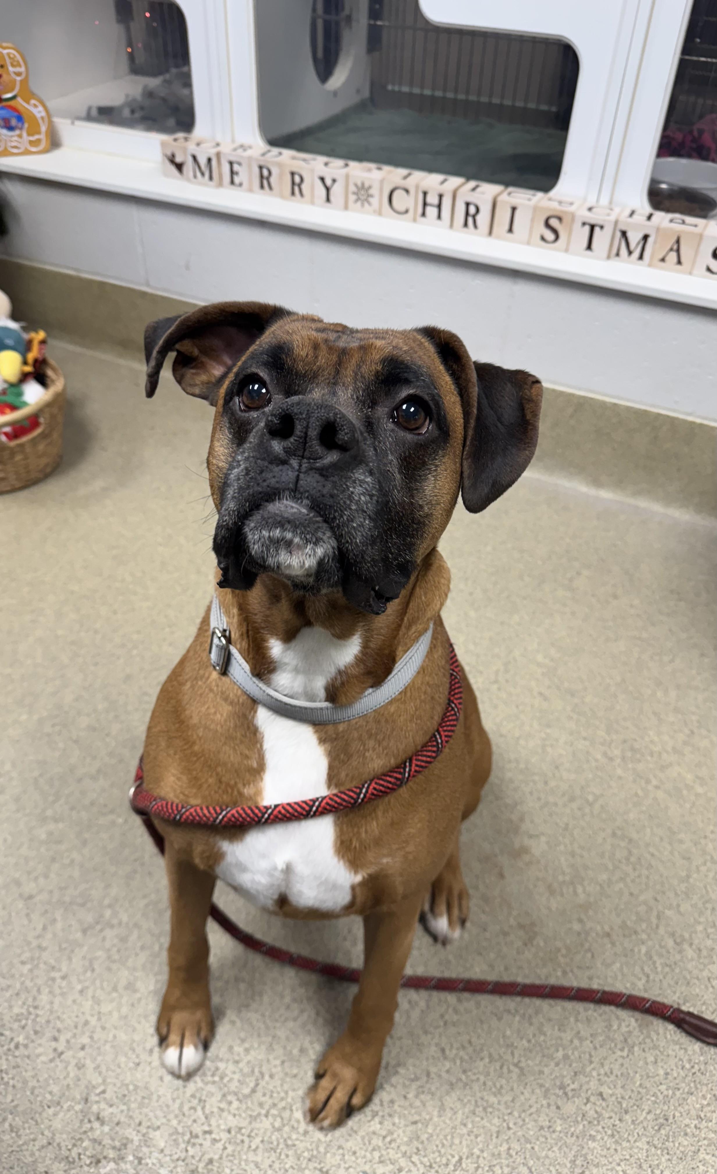 Enlarge Henry, a Adoptable Boxer in Blair, NE image 4/4