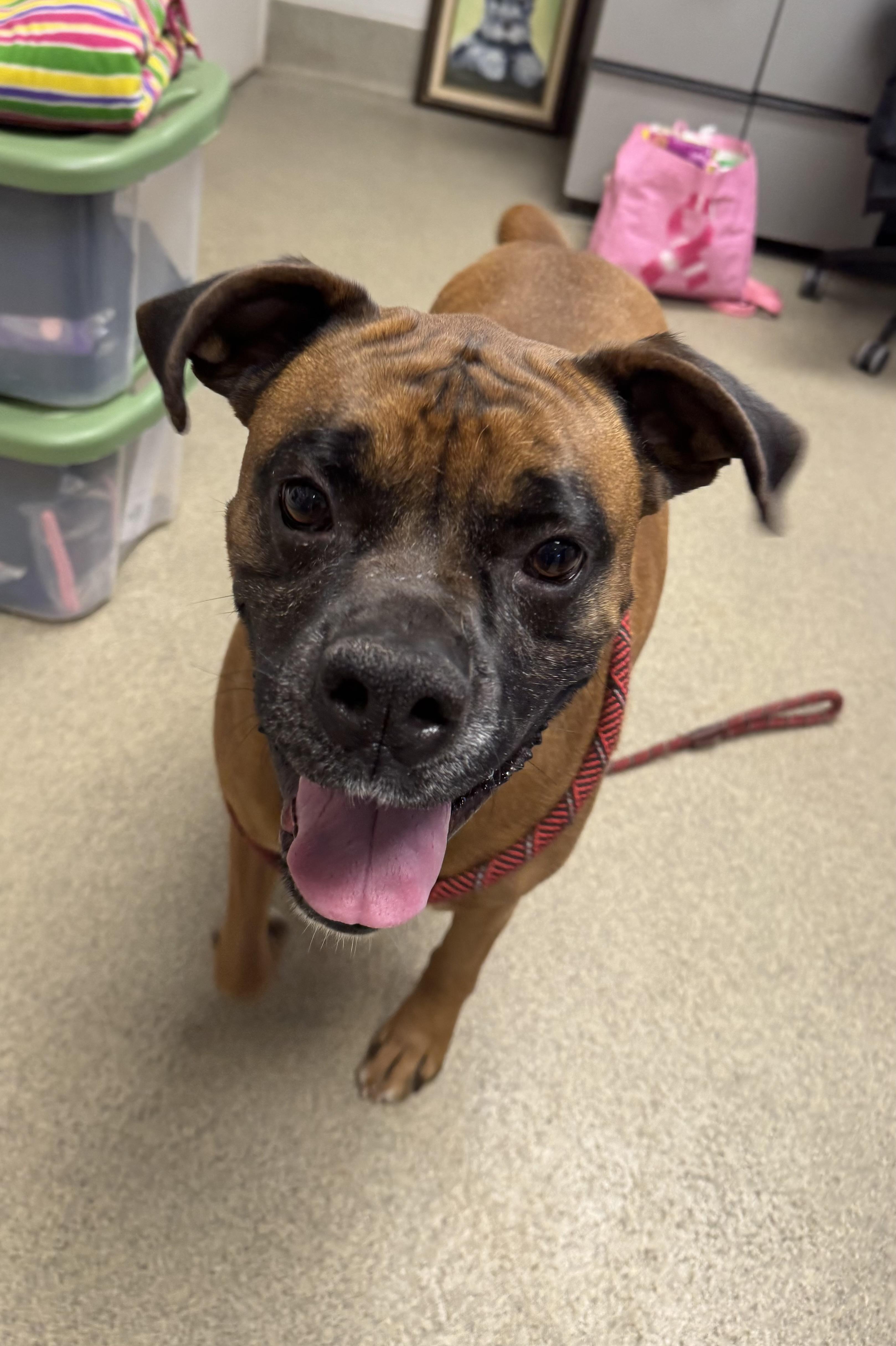 Enlarge Henry, a Adoptable Boxer in Blair, NE image 3/4