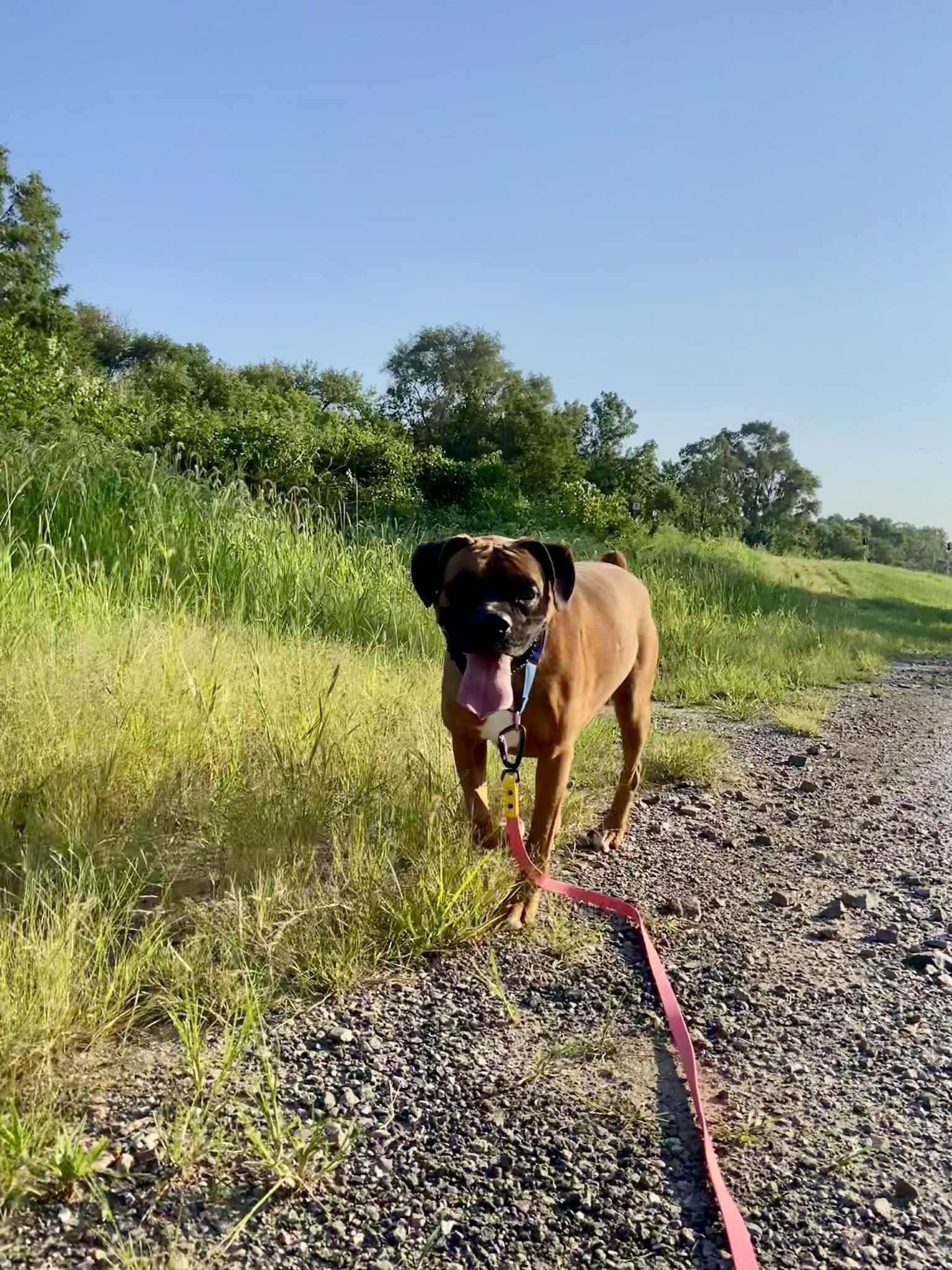 Enlarge Henry, a Adoptable Boxer in Blair, NE image 2/6