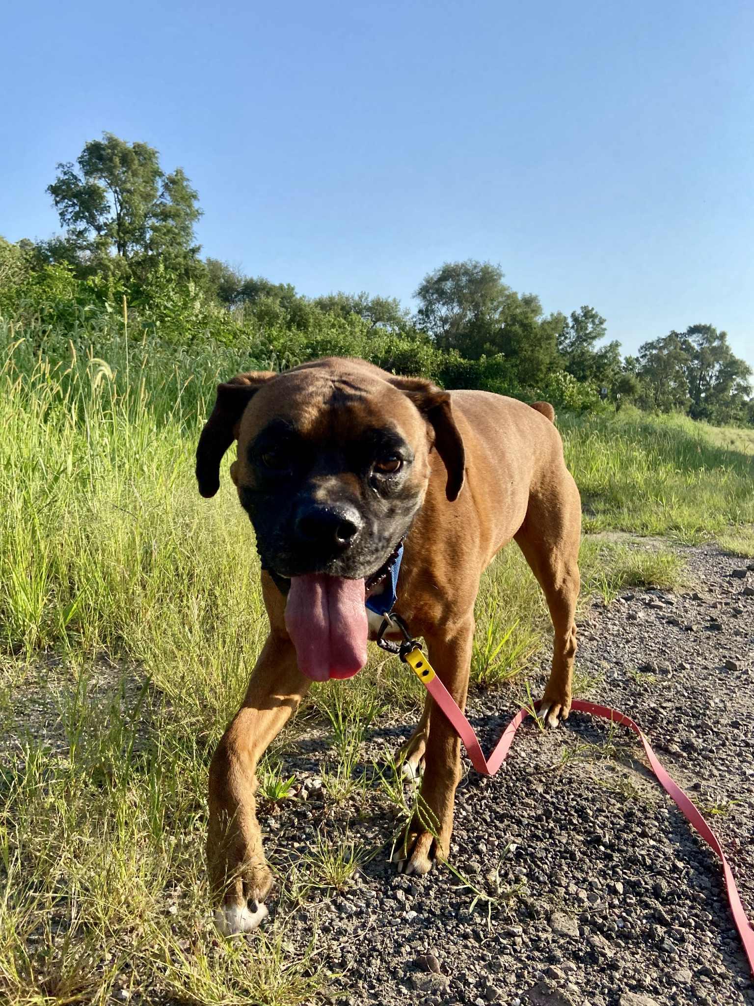 Enlarge Henry, a Adoptable Boxer in Blair, NE image 4/6