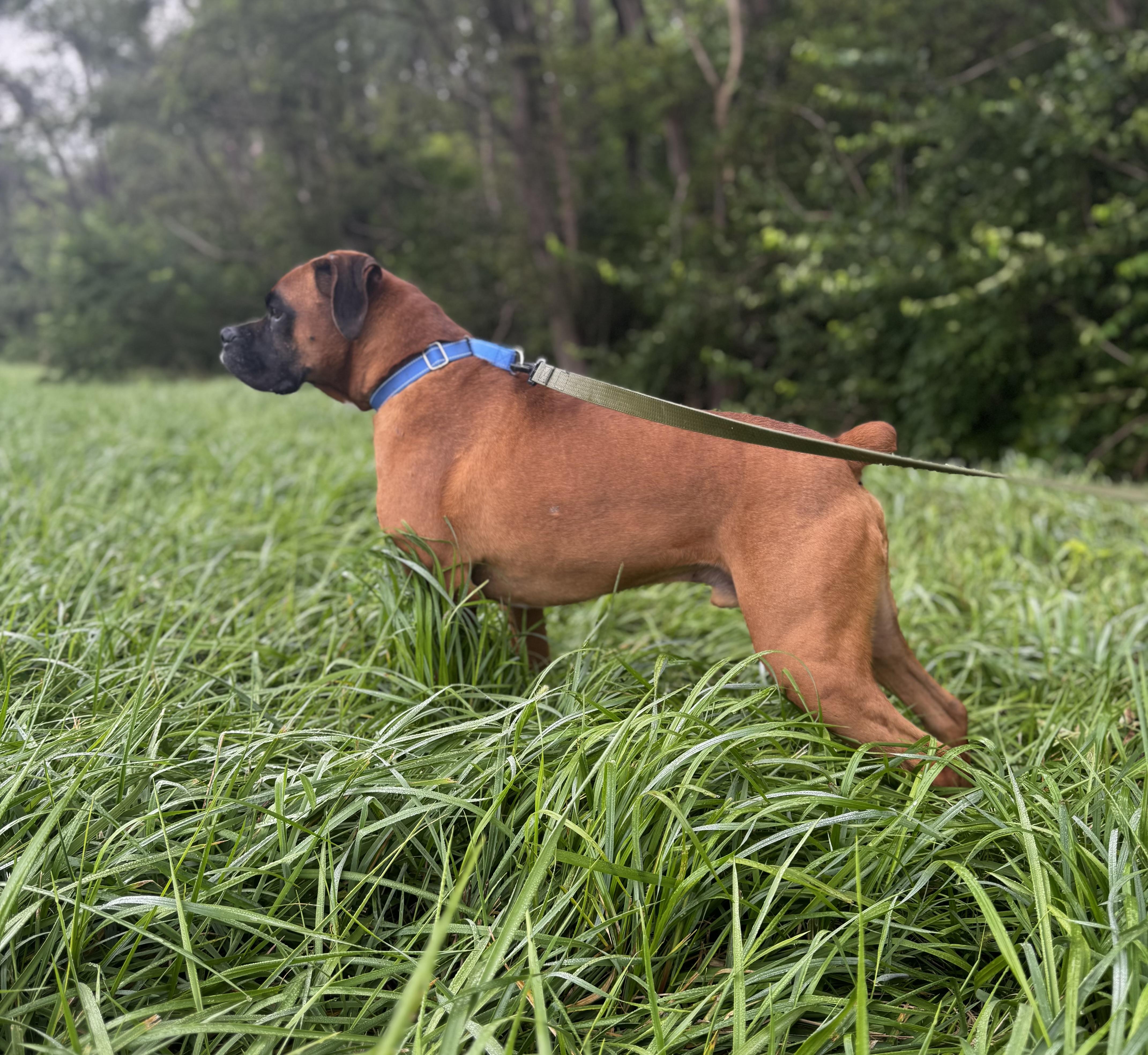 Enlarge Henry, a Adoptable Boxer in Blair, NE image 5/6