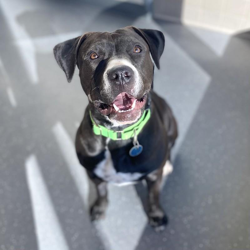 Enlarge Melody, an adopted Mixed Breed in Truckee, CA image 3/5