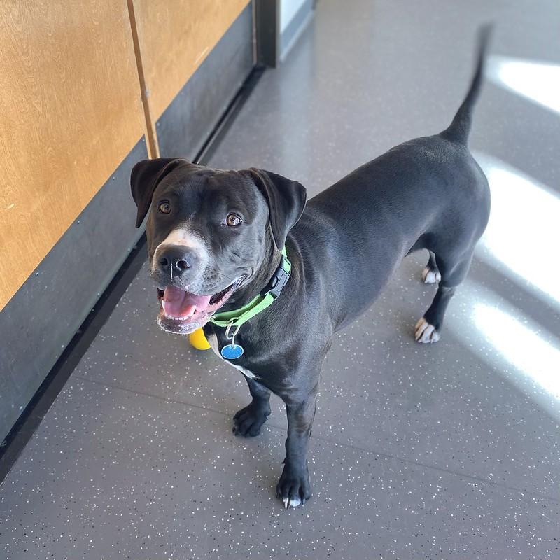 Enlarge Melody, an adopted Mixed Breed in Truckee, CA image 5/5