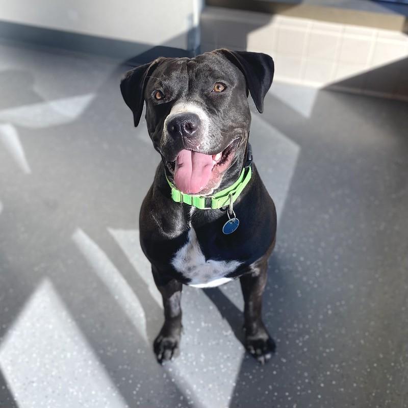 Melody, adopted, Adult Female Mixed Breed.