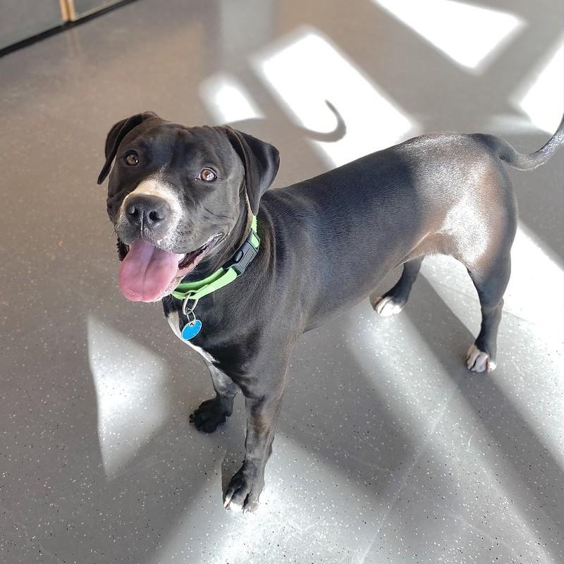 Enlarge Melody, an adopted Mixed Breed in Truckee, CA image 4/5