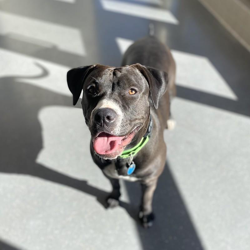 Enlarge Melody, an adopted Mixed Breed in Truckee, CA image 2/5