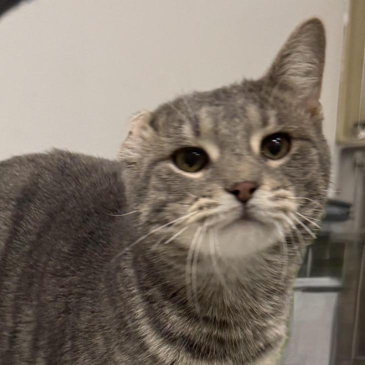 Benny, Adoptable, Young Male Domestic Short Hair.