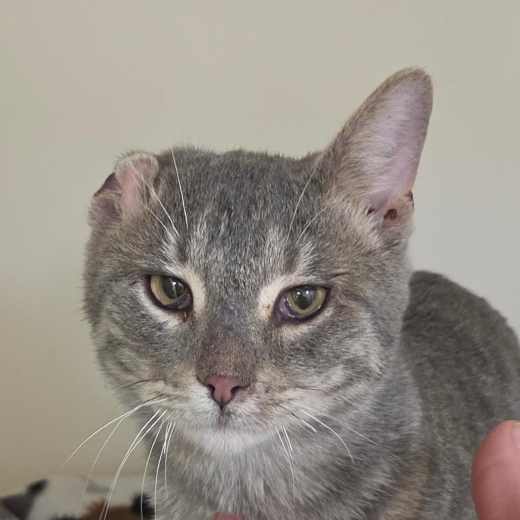 Benny, a Adoptable Domestic Short Hair in Zanesville, OH image 2/4