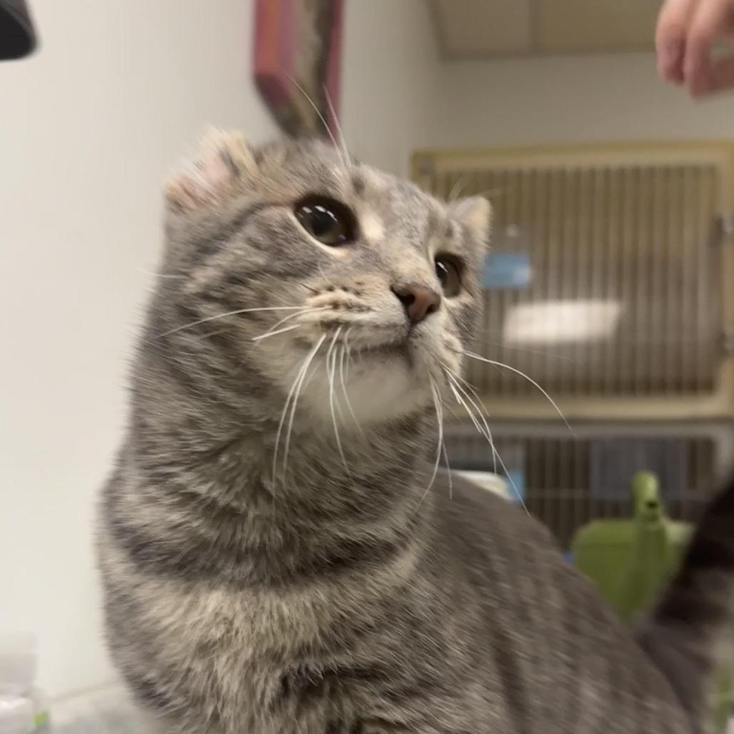 Benny, a Adoptable Domestic Short Hair in Zanesville, OH image 3/4