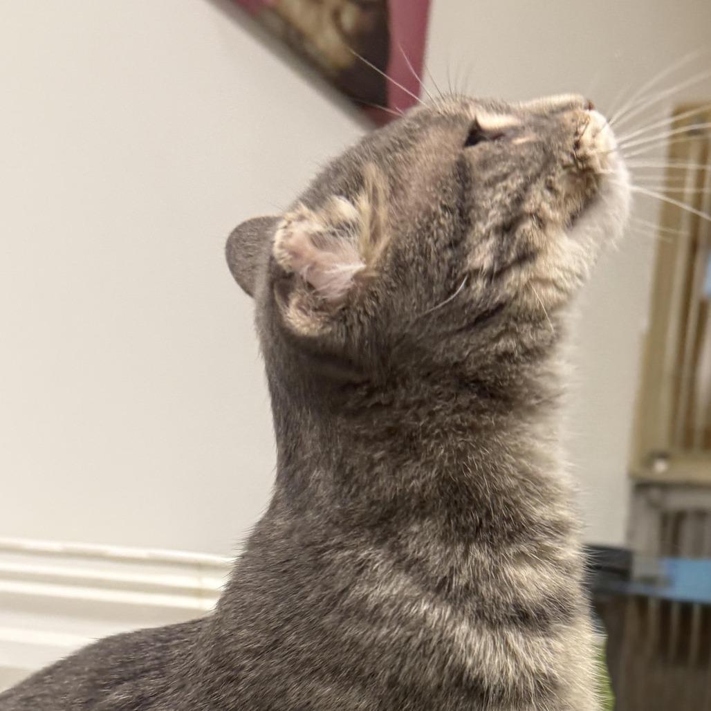 Benny, a Adoptable Domestic Short Hair in Zanesville, OH image 4/4