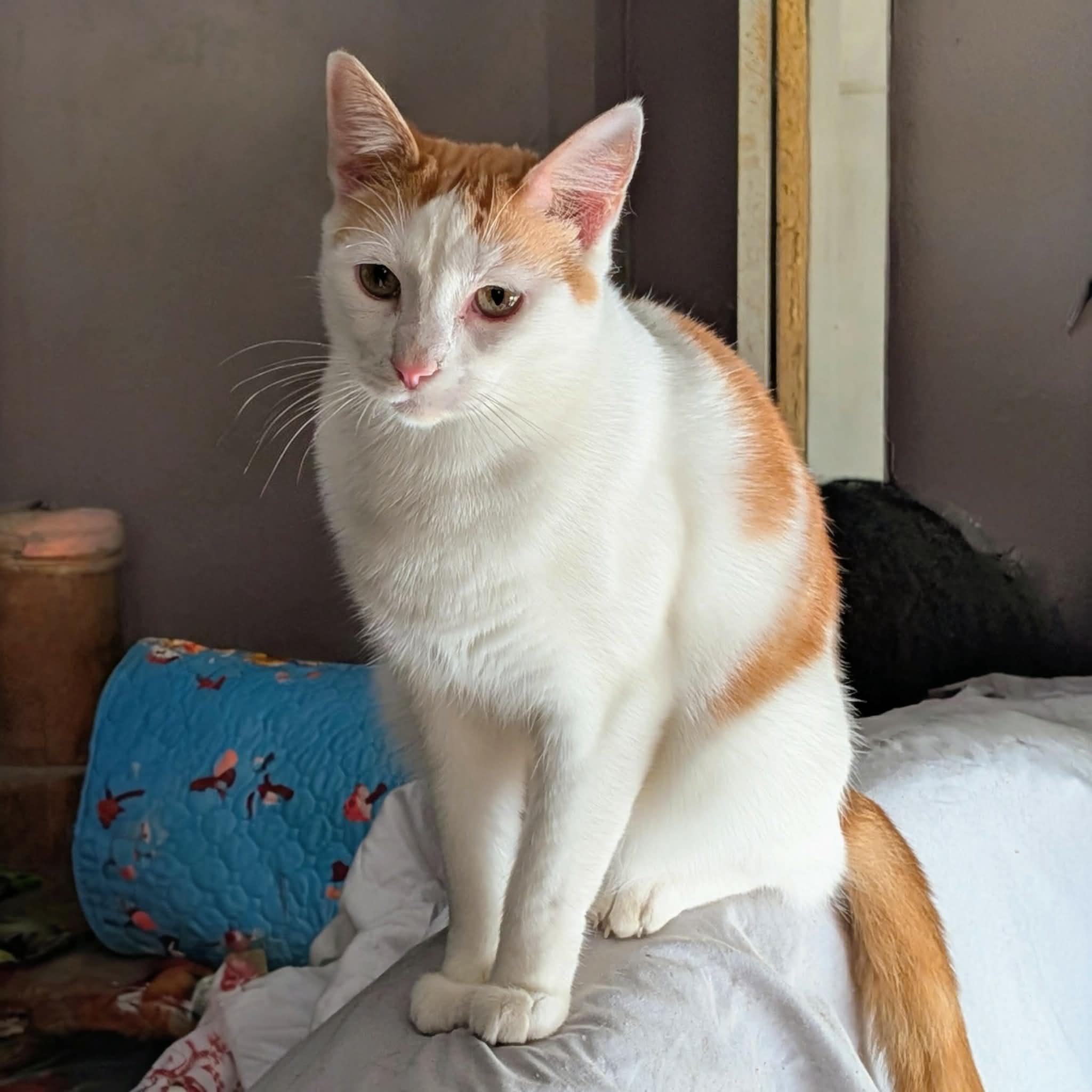 Omelette, ADOPTABLE, Adult Male Domestic Short Hair.