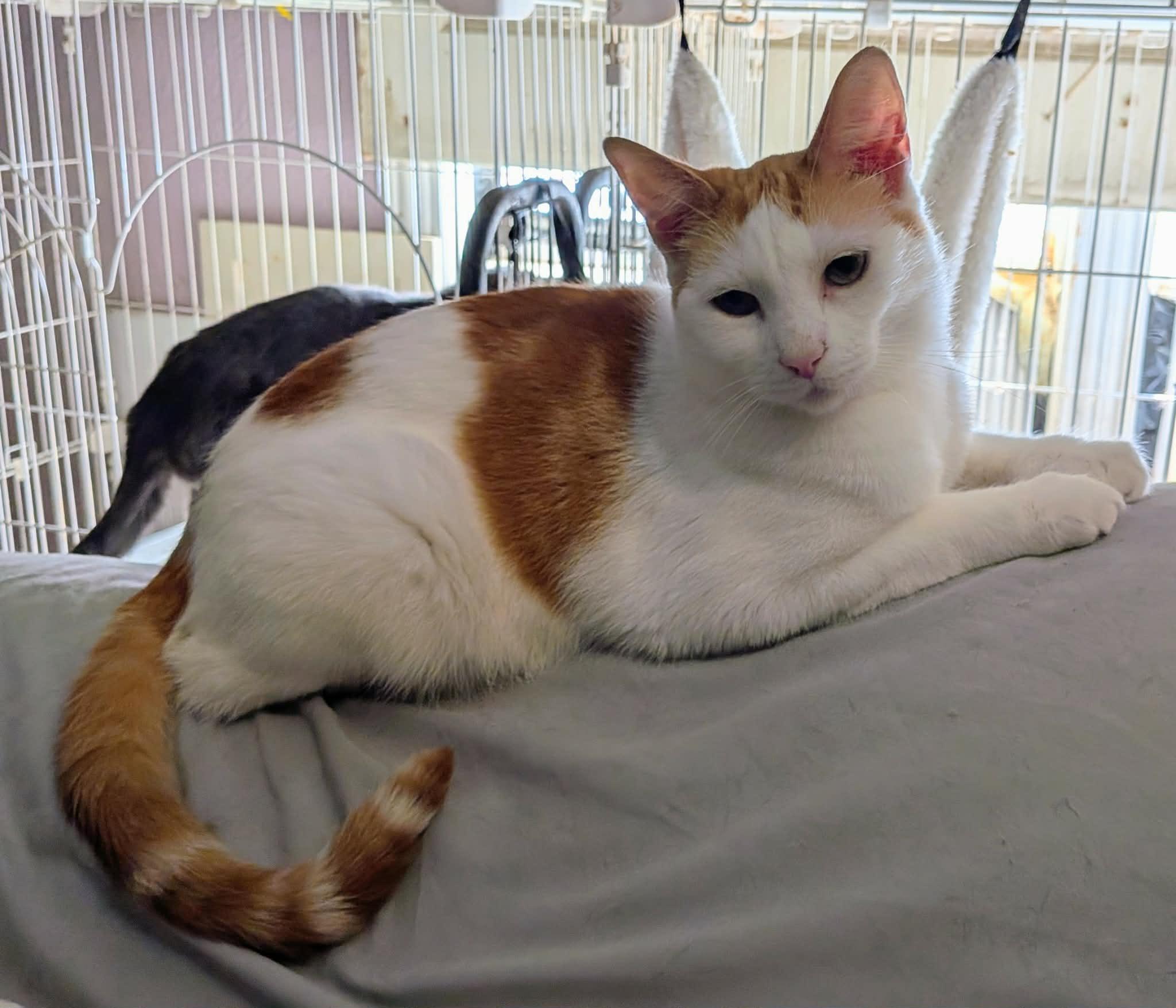 Enlarge Omelette, a ADOPTABLE Domestic Short Hair in ROWLETT, TX image 2/5