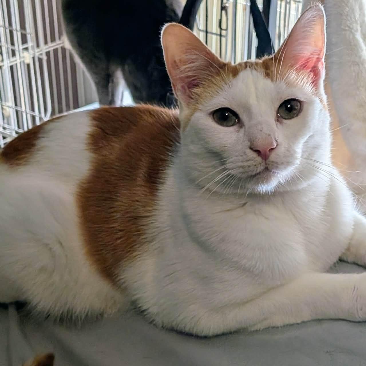 Enlarge Omelette, a ADOPTABLE Domestic Short Hair in ROWLETT, TX image 3/5